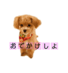 マルプーのマルコ（個別スタンプ：2）