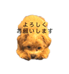 マルプーのマルコ（個別スタンプ：4）