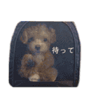マルプーのマルコ（個別スタンプ：11）