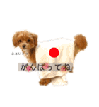 マルプーのマルコ（個別スタンプ：20）