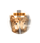 マルプーのマルコ（個別スタンプ：35）