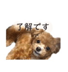 マルプーのマルコ（個別スタンプ：37）