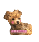 マルプーのマルコ（個別スタンプ：39）