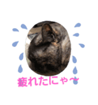 ミミとチャチャ（個別スタンプ：7）