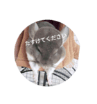 チンチラのsteve（個別スタンプ：5）