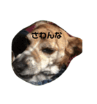 人面犬アール（個別スタンプ：2）