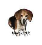 人面犬アール（個別スタンプ：3）