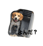 人面犬アール（個別スタンプ：4）
