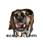 人面犬アール（個別スタンプ：5）