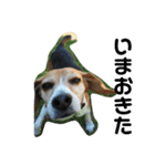 人面犬アール（個別スタンプ：7）