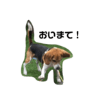 人面犬アール（個別スタンプ：10）