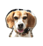 人面犬アール（個別スタンプ：12）