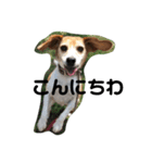 人面犬アール（個別スタンプ：13）