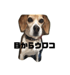人面犬アール（個別スタンプ：14）