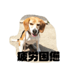 人面犬アール（個別スタンプ：18）