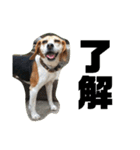 人面犬アール（個別スタンプ：21）