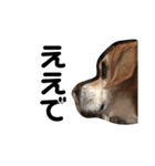 人面犬アール（個別スタンプ：22）