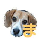 人面犬アール（個別スタンプ：24）