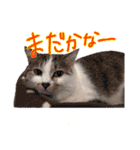 おはしげスタンプ（個別スタンプ：1）