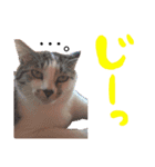 おはしげスタンプ（個別スタンプ：7）