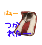 おはしげスタンプ（個別スタンプ：13）