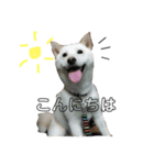 白柴犬の表情（個別スタンプ：1）