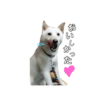 白柴犬の表情（個別スタンプ：2）