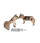 白柴犬の表情（個別スタンプ：3）