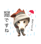 白柴犬の表情（個別スタンプ：5）