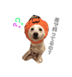 白柴犬の表情（個別スタンプ：6）