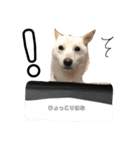白柴犬の表情（個別スタンプ：8）