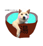 白柴犬の表情（個別スタンプ：9）