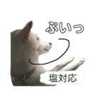 白柴犬の表情（個別スタンプ：10）