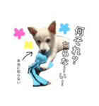 白柴犬の表情（個別スタンプ：11）