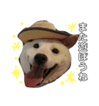 白柴犬の表情（個別スタンプ：12）
