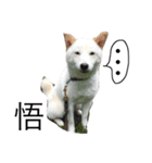 白柴犬の表情（個別スタンプ：13）