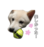 白柴犬の表情（個別スタンプ：14）
