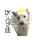 白柴犬の表情（個別スタンプ：15）