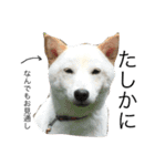 白柴犬の表情（個別スタンプ：17）