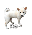 白柴犬の表情（個別スタンプ：18）