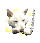 白柴犬の表情（個別スタンプ：20）