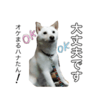 白柴犬の表情（個別スタンプ：21）