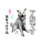 白柴犬の表情（個別スタンプ：22）