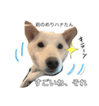 白柴犬の表情（個別スタンプ：23）