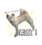 白柴犬の表情（個別スタンプ：24）
