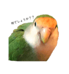 コザクラインコ★パルさん★たまにナッツ（個別スタンプ：1）