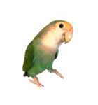 コザクラインコ★パルさん★たまにナッツ（個別スタンプ：4）