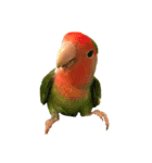コザクラインコ★パルさん★たまにナッツ（個別スタンプ：5）