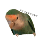 コザクラインコ★パルさん★たまにナッツ（個別スタンプ：6）