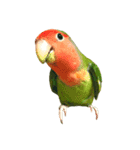 コザクラインコ★パルさん★たまにナッツ（個別スタンプ：7）